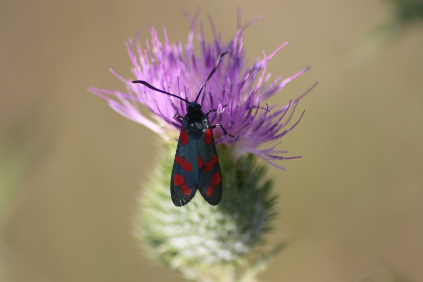 ciclabile Arluno-Boffalora